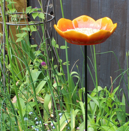 Blütenkelch Mohn